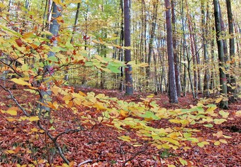 Fototapeta premium Bunter Herbstwald