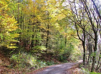 Obraz premium Weg durch den herbstlichen Wald