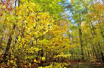 Fototapeta premium Bunter Herbstwald