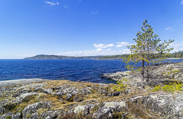 Fototapeta na wymiar Small pines on the shore of Ladoga Lake