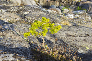 A small pine on a granite rock.