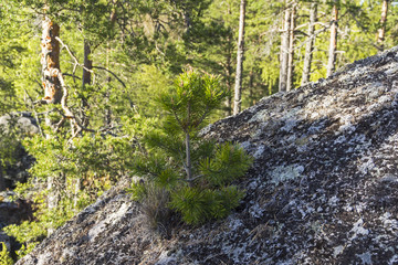 A small pine on a granite slope in the northern forest.