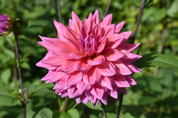 Dahlia rose au jardin en &eacute;t&eacute;