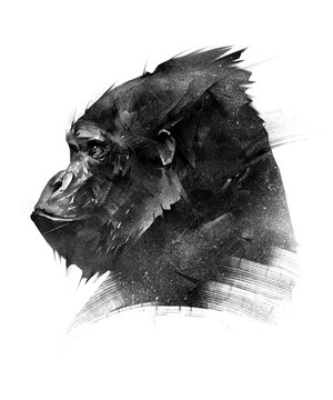 sketch head of a monkey gorilla on a white background