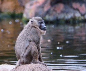 Fototapeta premium Chimpanzee sitting on rock