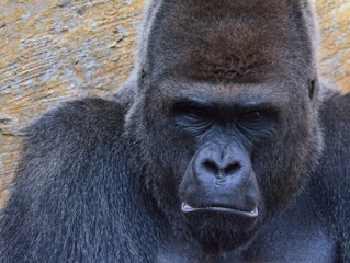Portrait of gorilla