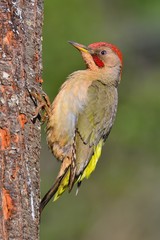 Male european green woodpecker on a branch