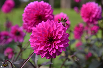 Dahlia rose en été au jardin