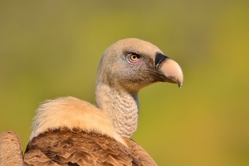 Close-up of griffon vulture head.