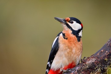 Great spotted woodpecker perched.