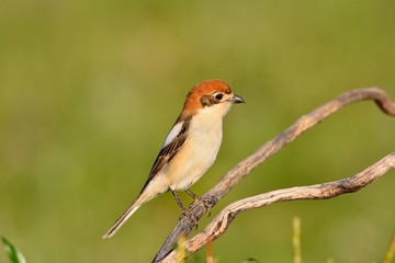 Woodchat shrike perched on a branch.