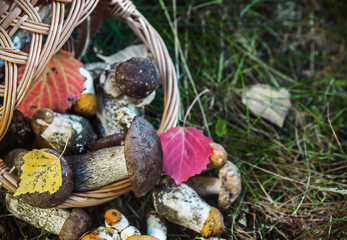 mushrooms boletus and orange-cap boletus in a basket cut