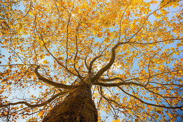 autumn tree background