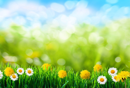 green grass and flowers background