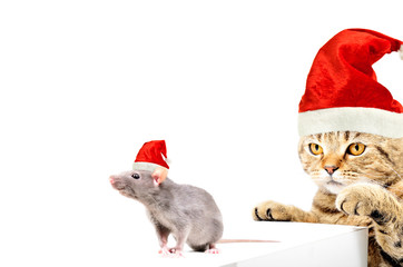Cat and rat in New Year's caps playing together, isolated on white background