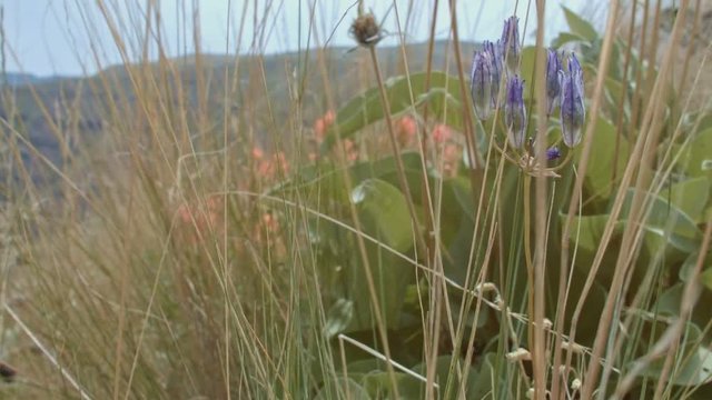 Native wild bunchgrass grass and large-flowered brodiaea wildflower Grande Ronde River Washington Oregon 28