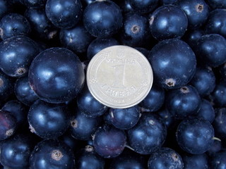 currant  from my garden
