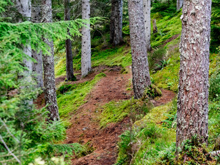 Foresta di muschio con fiume in Scozia