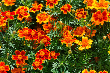 Natural summer background. Red french marigolds flower