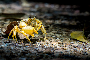crab