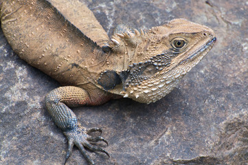 Water Dragon