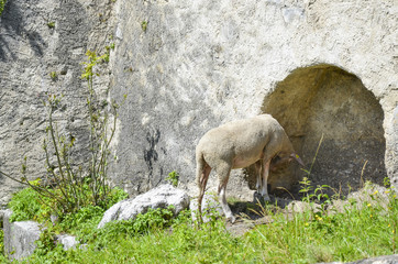 Fototapeta premium sheep by castle wall