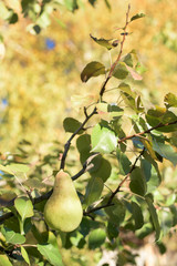 Ripe autumn pear