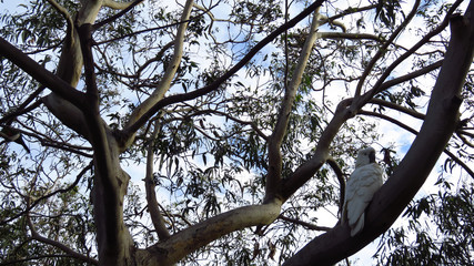 Cockatoo Sitting in a Eucalyptus Tree