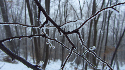 Frosty Branches in a Forest