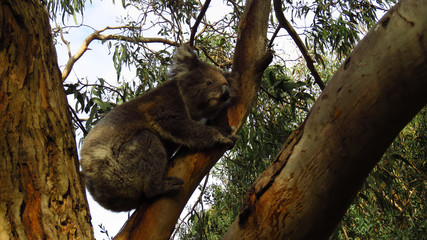 Koala Resting in a Tree