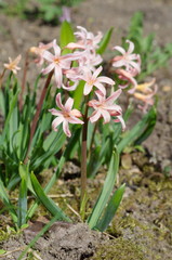 Pink hyacinth varieties 