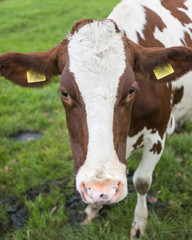 closeup of head of red and white cow in green grassy meadow