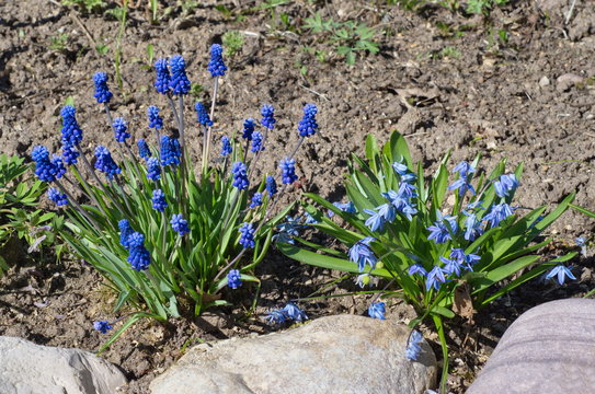 Muscari latifolia (lat. Micah latifolium Kirk) and the Scylla double Taurica (lat. Scilla difolia L.) in the flowerbed in the garden