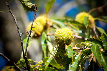 chestnut tree in the mountains on blue sky background