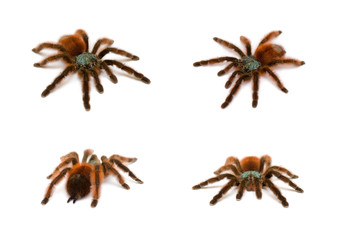 Avicularia versicolor. Bird spider