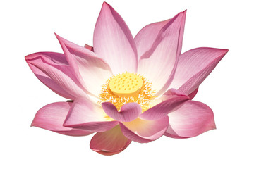 Lotus on white background
