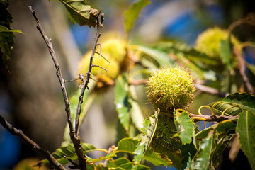 chestnut tree in the mountains on blur background