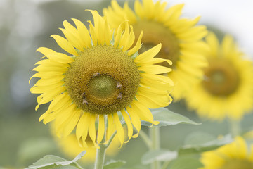 Closeup nature view of flower on blurred background