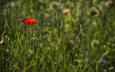 Coquelicot à Izieu, Ain, France