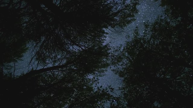 Night milky way stars spin above aspen tree leaves forest silhouette magical magic Andromeda galaxy