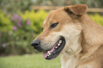 Brown dog in the lawn