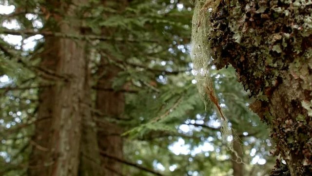 Old man's mans beard lichen macro Wet Rainy Cascade Mountain Oregon Forest in Spring