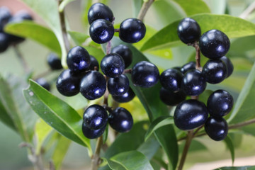 Schwarze Liguster Beeren am Strauch, Ligustrum vulgare