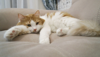 Fototapeta na wymiar Red and white cat is resting on the couch