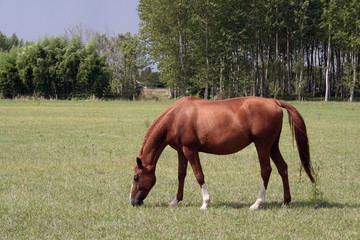 Naklejka na ściany i meble Horse in the meadow