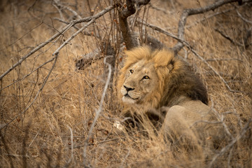 lion_1