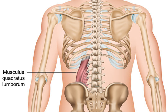 Anatomie des Musculus quadratus lumborum