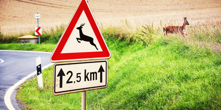 Road Sign and Deer next to a Country Road, Germany