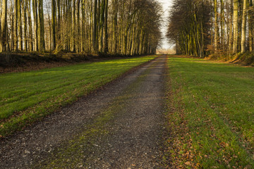 Country road passing through the forest in the region of Normandy, France. Landscape in autumn sunny day. Toned