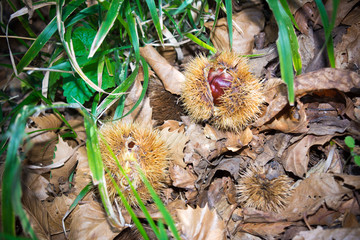 hedgehogs of chestnut on the ground in the mountains